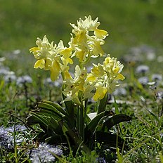 <center>Orchis pauciflora</center>