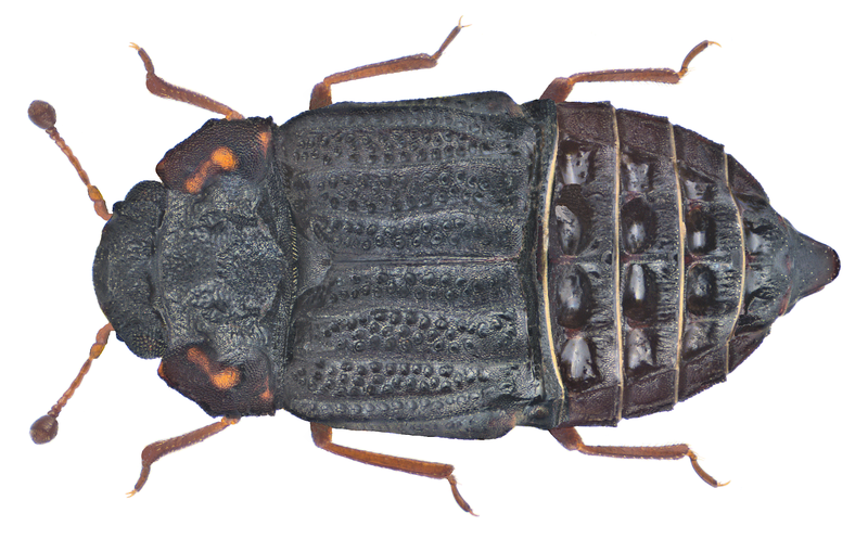 File:Micropeplus porcatus (Paykull, 1789) (16644364890).png