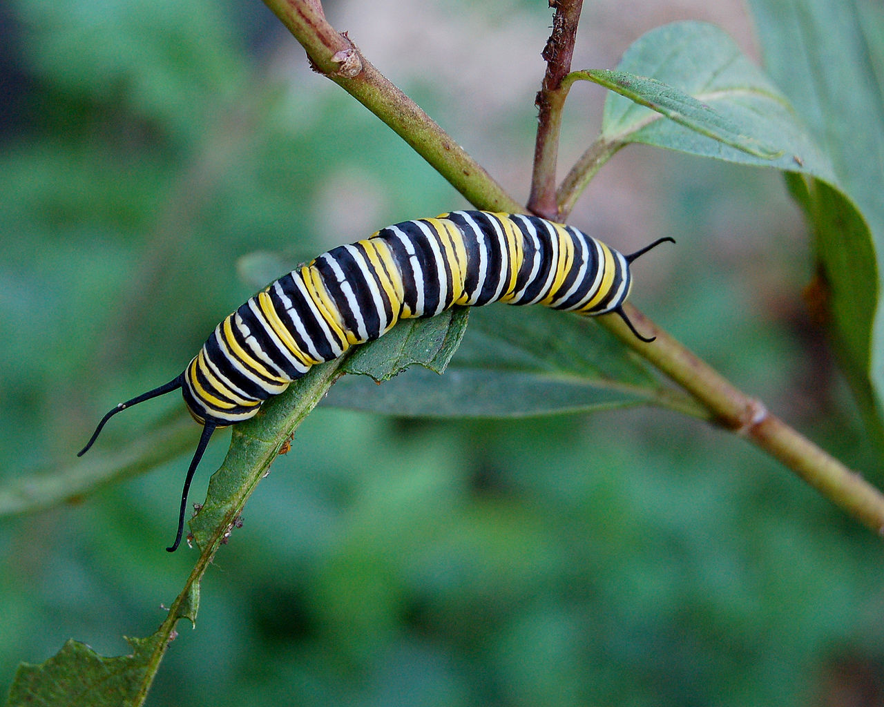 Monarch butterfly - Wikipedia