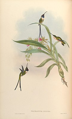 Scissortail Star Hummingbird illustrated by John Gould and Henry Constantine Richter