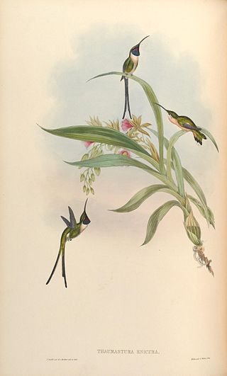 <span class="mw-page-title-main">Slender sheartail</span> Species of hummingbird