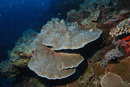 Montipora foliosa