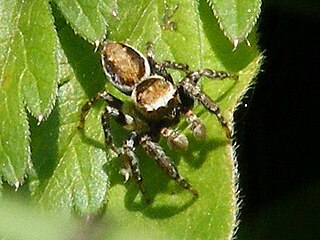 <i>Evarcha awashi</i> Species of spider
