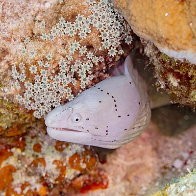 Geometric moray (Gymnothorax griseus), Red Sea, Egypt