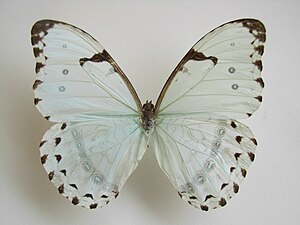 Тг морфа. Бабочка Киприда. Морфо Киприда. Morpho Polyphemus (Морфо Полифем). Morpho Laertes.