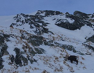 Mal balanç de blancs.