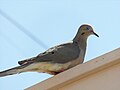 White-winged dove perched on a building.