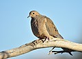 Mourning Dove (40535326902).jpg