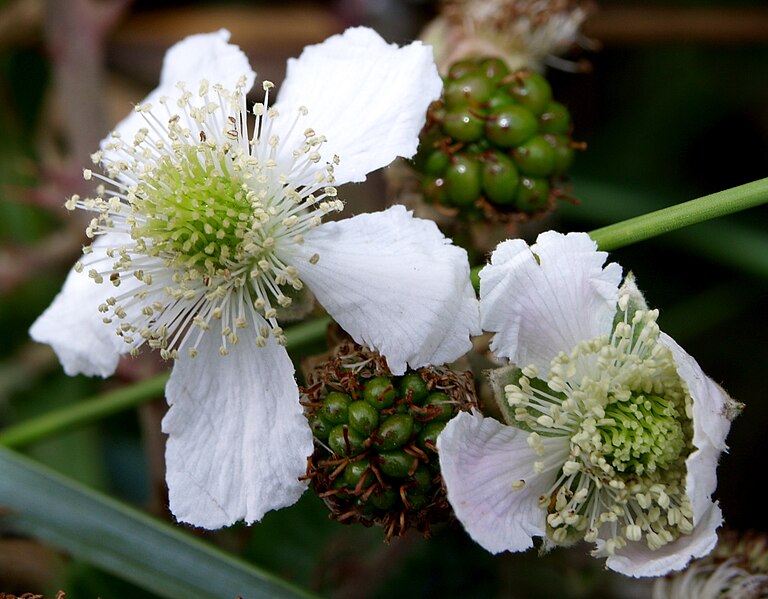 File:Mures fleurs.JPG