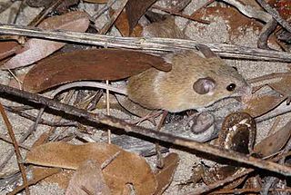 Desert pygmy mouse Species of rodent