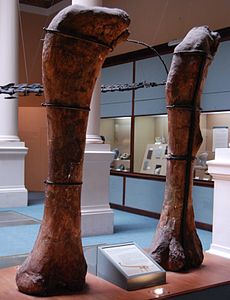 Museo de La Plata - Antarctosaurus wichmannianus (fémures).jpg
