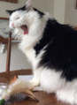 "MyCatScreamingAtALeaf.png" by User:Aaronw1109