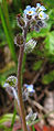 Akkervergeet-mij-nietje (Myosotis arvensis)