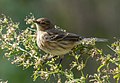 * Nomination Yellow-rumped warbler (myrtle) --Rhododendrites 15:26, 7 October 2020 (UTC) * Promotion  Support Good quality. --Halavar 16:37, 7 October 2020 (UTC)