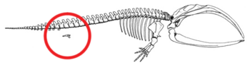 Figure 2b: Skeleton of a baleen whale with the hind limb and pelvic bone structure circled in red. This bone structure stays internal during the entire life of the species. Mystice pelvis (whale).png
