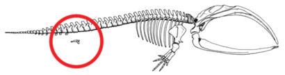 Figura 5a: Esqueleto de una ballena barbada con la extremidad trasera y la estructura pélvica rodeados por un círculo rojo. Esta estructura ósea se mantiene interna durante toda la vida de la especie.