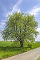 * Nomination Natural monument "Pear tree on the Kreuzerhöhe" near Maibach --Plozessor 04:17, 20 April 2024 (UTC) * Promotion  Support Good quality. --XRay 05:27, 20 April 2024 (UTC)