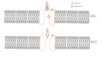 Receptor NMDA