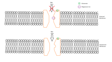 Membrane depolarization allows the NMDA receptor to respond to glutamate. NMDA Receptor.png