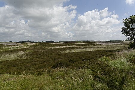 NSG Lütjenholmer Heidedünen (2)