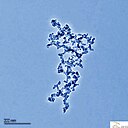 Nanoparticule et nanotechnologie - CILAS