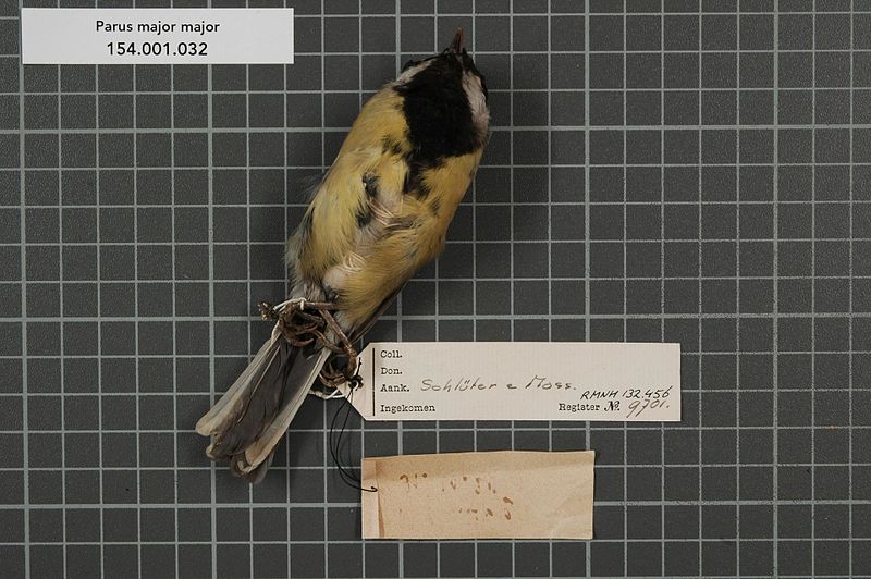 File:Naturalis Biodiversity Center - RMNH.AVES.132456 2 - Parus major major Linnaeus, 1758 - Paridae - bird skin specimen.jpeg