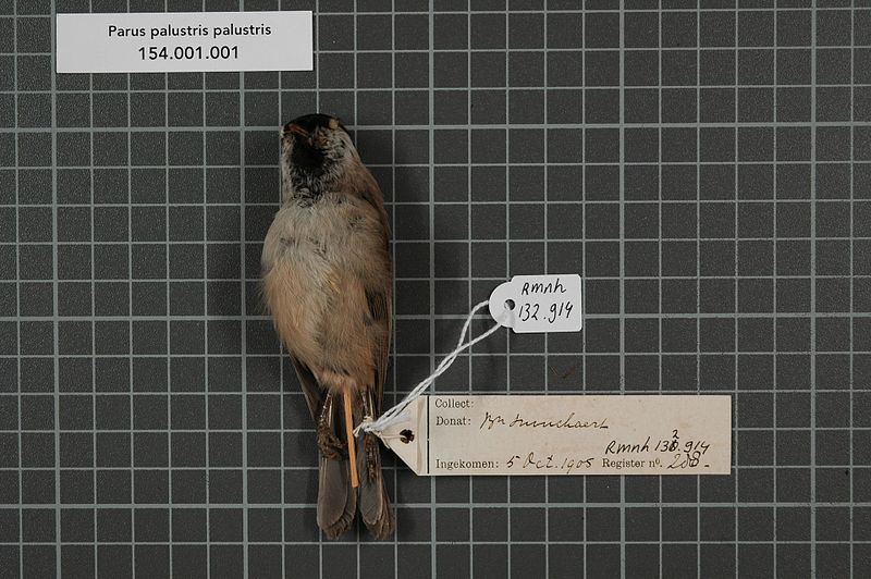 File:Naturalis Biodiversity Center - RMNH.AVES.132914 2 - Parus palustris palustris Linnaeus, 1758 - Paridae - bird skin specimen.jpeg