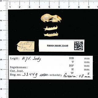 <span class="mw-page-title-main">Creagh's horseshoe bat</span> Species of bat