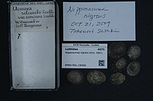 Център за биоразнообразие Naturalis - RMNH.MOL.136456 - Nipponacmea nigrans (Kira, 1961) - Lottiidae - черупчеста мекотела.jpeg