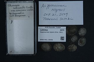 <i>Nipponacmea nigrans</i> Species of gastropod