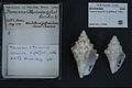 Naturalis Biodiversity Center - RMNH.MOL.177939 - Tricornis tricornis (-Lightfoot-, 1786) - Strombidae - Mollusc shell.jpeg