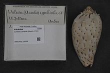 Naturalis bioxilma-xillik markazi - RMNH.MOL.210250 - Cymbiola cymbiola (Gmelin, 1791) - Volutidae - Mollusc shell.jpeg