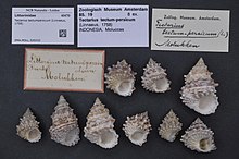 Naturalis Biodiversity Center - ZMA.MOLL.320232 - Tectarius tectumpersicum (Linnaeus, 1758) - Littorinidae - Mollusc shell.jpeg