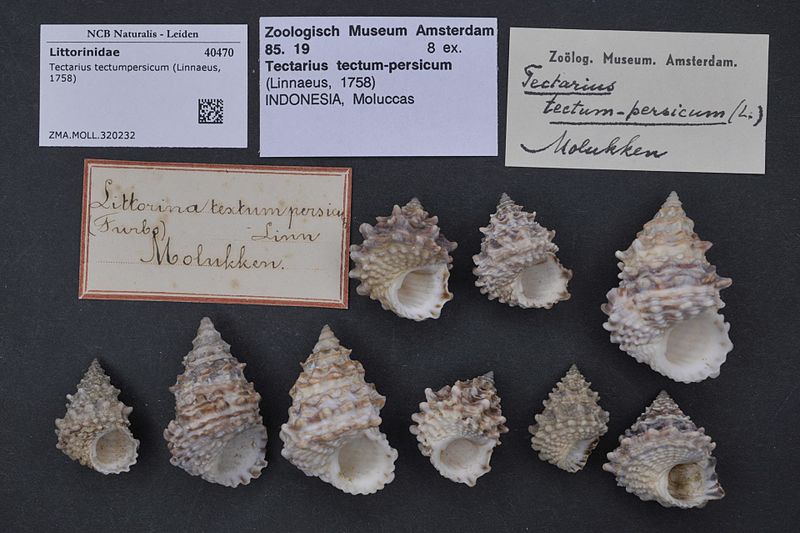 File:Naturalis Biodiversity Center - ZMA.MOLL.320232 - Tectarius tectumpersicum (Linnaeus, 1758) - Littorinidae - Mollusc shell.jpeg