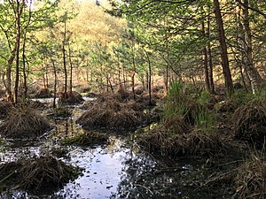 Still waters in the Bültenmoor nature reserve