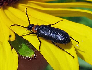 <i>Nemognatha nemorensis</i> Species of beetle
