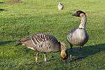 WWT Slimbridge