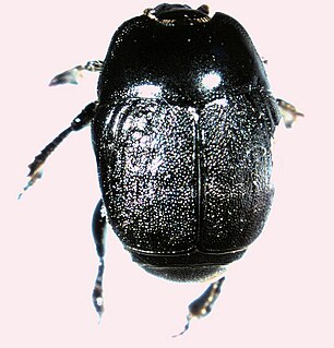 <i>Neopachylopus</i> Genus of beetles