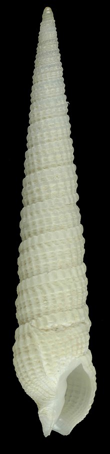 Neoterebra guadeloupensis (MNHN-IM-2013-61448) 001.jpeg