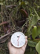 Temperature and humidity readings taken along the "Nepenthes rajah Nature Trail" (~2000 m a.s.l.) at around 10 am during an overcast sky Nepenthes rajah climate.jpg