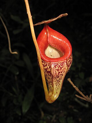 <i>Nepenthes talangensis</i> Species of pitcher plant from Sumatra