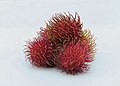 * Nomination Rambutan image produced by focus stacking of 8 pictures --Cvmontuy 03:52, 14 July 2019 (UTC) * Promotion  Support Good quality. -- Johann Jaritz 04:06, 14 July 2019 (UTC)  Support Good quality. --GRDN711 02:53, 16 July 2019 (UTC)