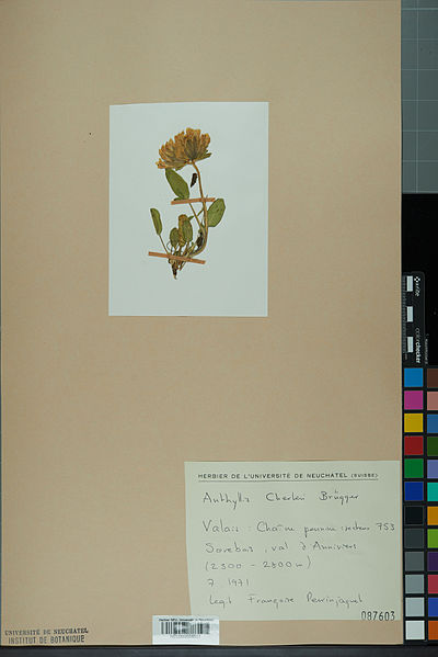 File:Neuchâtel Herbarium - Anthyllis cherleri - NEU000034017.jpg