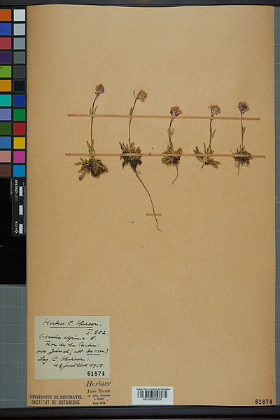 File:Neuchâtel Herbarium - Silene suecica - NEU000029726.jpg