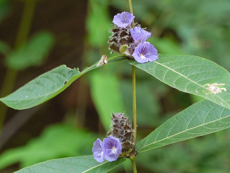 File:Neuracanthus sphaerostachys (5075584934).jpg