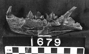 Lower jaw of Nimravus brachyops in the University of California's Museum of Paleontology.