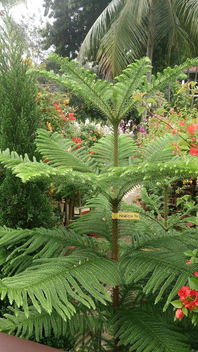 How To Grow Norfolk Island Pine Gardening With Charlie