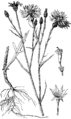 Centaurea cyanus Modrica plate 265 in: Martin Cilenšek: Naše škodljive rastline Celovec (1892)