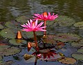 Nymphaea nouchali in Hyderabad, India.