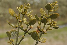 Oak mistletoe imported from iNaturalist photo 56919601 on 27 February 2024.jpg